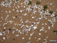 海滩上的贝壳象绽放的白色花朵AAAAA。.jpg