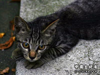 tokyo_cat.jpg