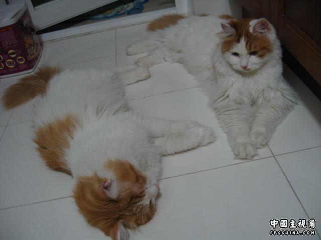 Cat1.jpg