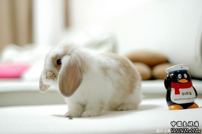 Cute Animal ～