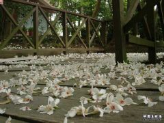 醉死油桐花落雨.jpg