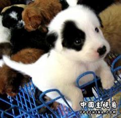 cutepup.jpg
