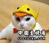 duck.jpg