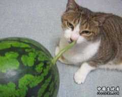 西瓜.jpg