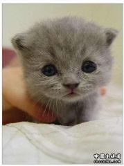小猫.jpg