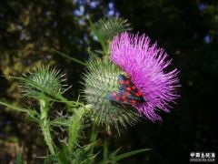 150_Chardon_%5BH1_4x3_800x600%3Dflor%5D[1].jpg