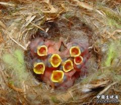 BabyBirds[1].jpg