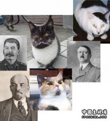 cat.jpg