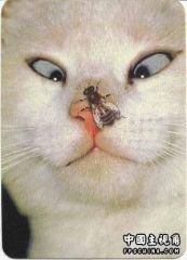 苍蝇与猫