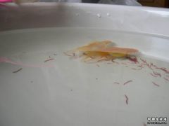 Resize of DSCN2942.JPG
