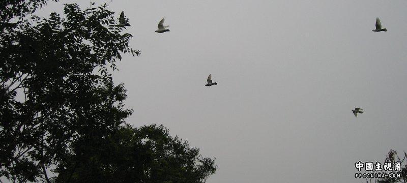 gallery_1_6_38938.jpg