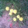 tn_gallery_41600_4_37583.jpg