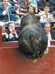bull.jpg